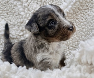 Medium Aussie-Poo-Bernedoodle Mix