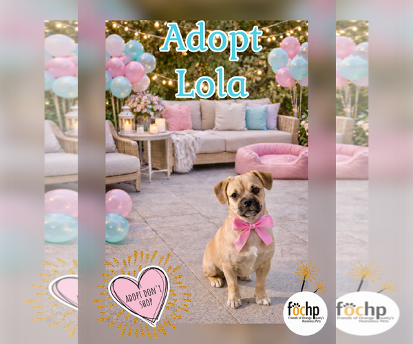 Medium Photo #1 Pug-Unknown Mix Puppy For Sale in Menifee, CA, USA