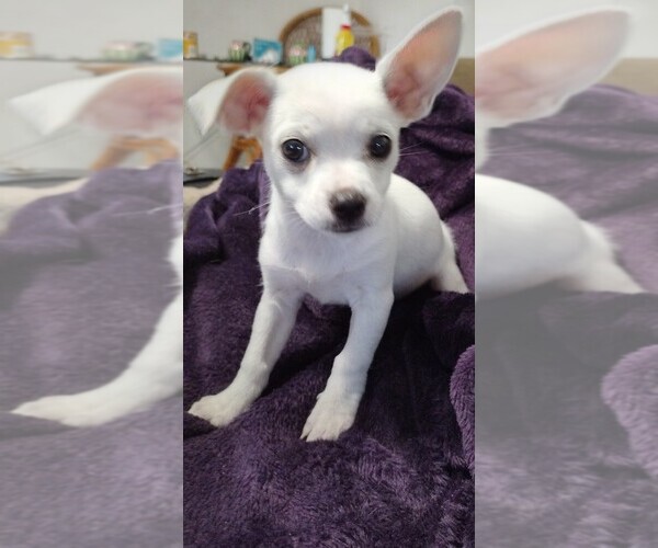 Medium Photo #1 Chihuahua Puppy For Sale in NEW PORT RICHEY, FL, USA