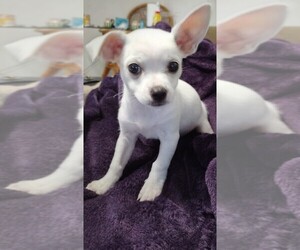 Chihuahua Puppy for sale in NEW PORT RICHEY, FL, USA