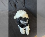 Small Photo #6 Maltipoo Puppy For Sale in SOUTHWICK, MA, USA