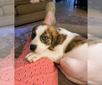 Small #2 Australian Shepherd Mix