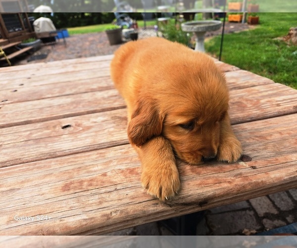 Medium Photo #6 Golden Retriever Puppy For Sale in LEON, KS, USA
