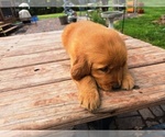 Small #5 Golden Retriever