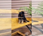 Small #5 German Shepherd Dog