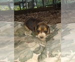 Small Photo #5 Beagle Puppy For Sale in GREENCASTLE, IN, USA