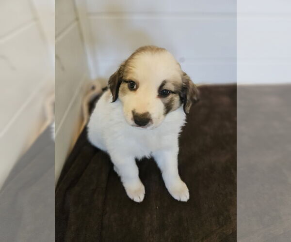 Medium Photo #2 Border Collie-Unknown Mix Puppy For Sale in Agoura Hills, CA, USA