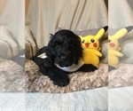 Small Photo #7 Irish Doodle Puppy For Sale in SUMNER, IA, USA