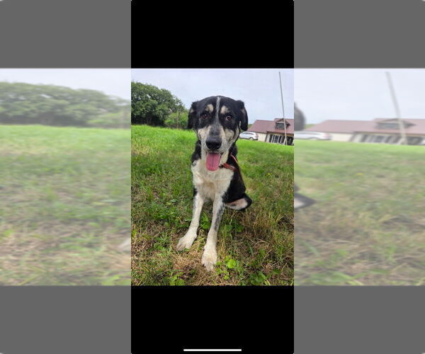 Medium Photo #3 Labrador Retriever-Unknown Mix Puppy For Sale in Brewster, NY, USA
