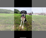 Small #2 Labrador Retriever Mix