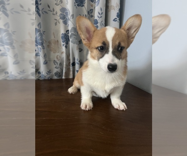 Medium Photo #1 Pembroke Welsh Corgi Puppy For Sale in DURHAM, CT, USA
