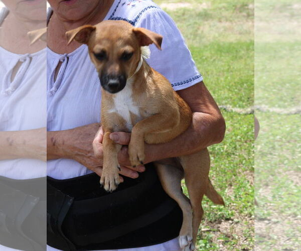 Medium Photo #3 Dachshund-Unknown Mix Puppy For Sale in Bandera, TX, USA
