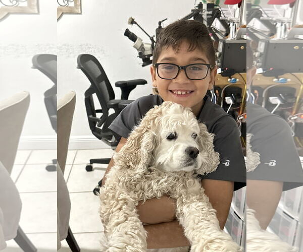 Medium Photo #2 Cocker Spaniel Puppy For Sale in Miami, FL, USA