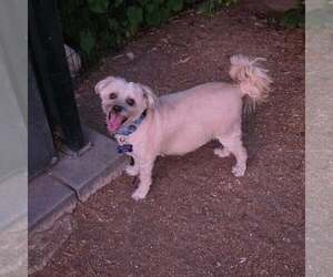 Chyna - Female Maltipoo (Miniature) Dog for Adoption - Photo #3