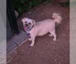 Small Photo #3 Maltipoo (Miniature) Puppy For Sale in Las Vegas, NV, USA
