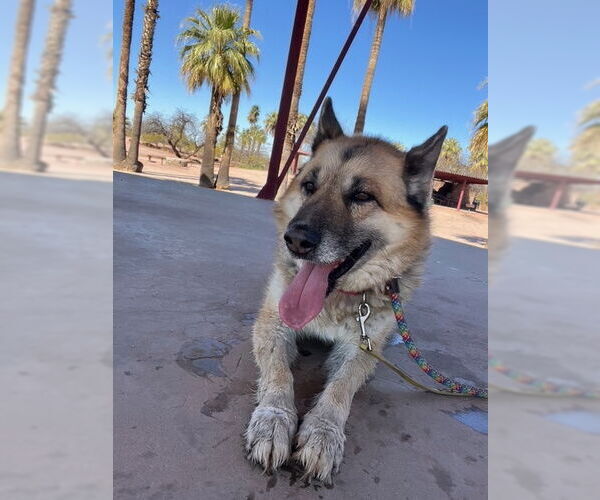 Medium Photo #2 German Shepherd Dog Puppy For Sale in phoenix, AZ, USA