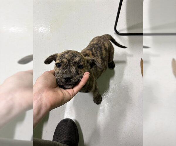 Medium Photo #1 Mutt Puppy For Sale in Temple, TX, USA