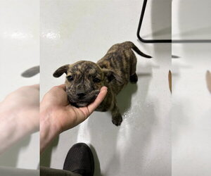 Mutt Dogs for adoption in Temple, TX, USA