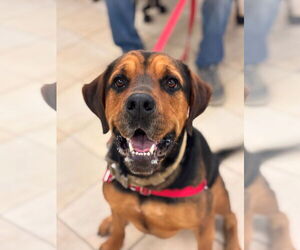 Rottweiler Dogs for adoption in Virginia Beach, VA, USA