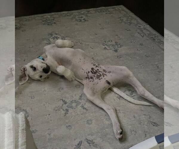 Medium Photo #15 Mutt Puppy For Sale in Brooklyn Center, MN, USA