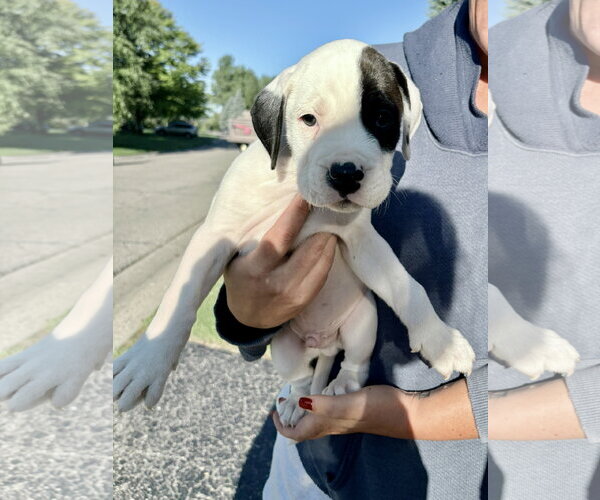 Medium Photo #2 American Bulldog-Unknown Mix Puppy For Sale in Clarkston, MI, USA