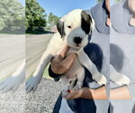 Small #1 American Bulldog Mix