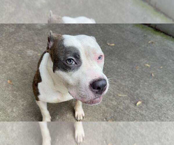 Medium Photo #2 Mutt Puppy For Sale in Crete, IL, USA