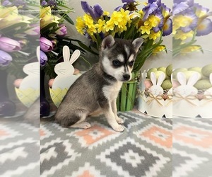 Alaskan Klee Kai Puppy for sale in WILLIAMSBURG, OH, USA