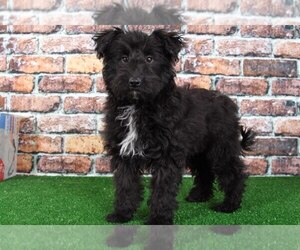 Sheltidoodle Puppy for sale in BEL AIR, MD, USA