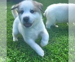 Puppy Puppy light gre Pyrenees Husky