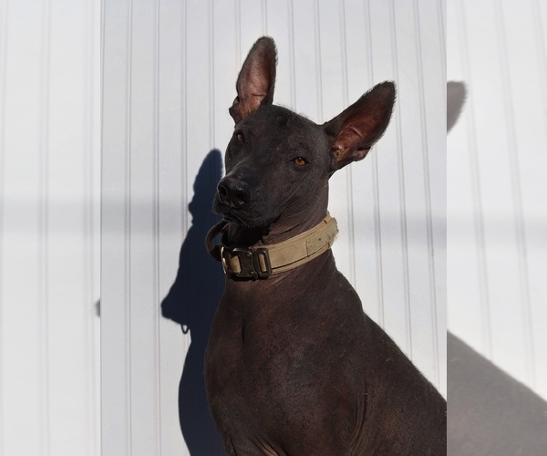 Medium Photo #1 Xoloitzcuintli (Mexican Hairless) Puppy For Sale in MERCED, CA, USA
