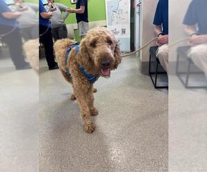 Poodle (Standard) Dogs for adoption in Louisville, KY, USA