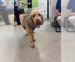Small Poodle (Standard)