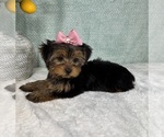 Small Photo #3 Yorkshire Terrier Puppy For Sale in FRANKLIN, IN, USA
