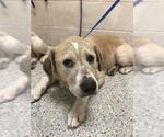 Small Labrador Retriever Mix