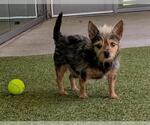 Small Mutt