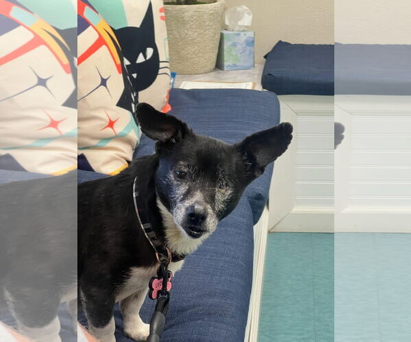 Medium Photo #2 Chihuahua Puppy For Sale in Visalia, CA, USA