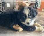 Small Photo #1 Australian Shepherd Puppy For Sale in LIPAN, TX, USA