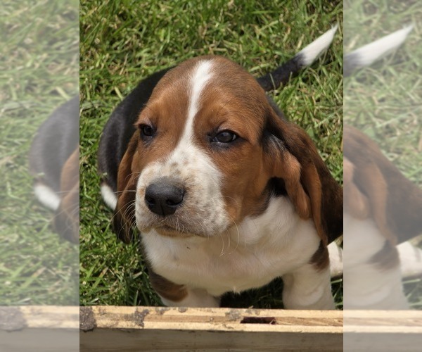 Medium Photo #11 Basset Hound Puppy For Sale in GREENLEAF, WI, USA