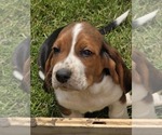 Small Photo #11 Basset Hound Puppy For Sale in GREENLEAF, WI, USA