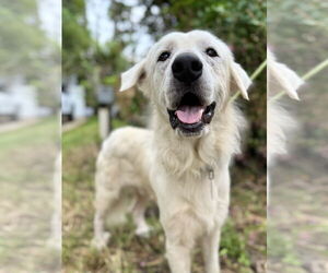 James - Male Great Pyrenees Dog for Adoption - Photo #3