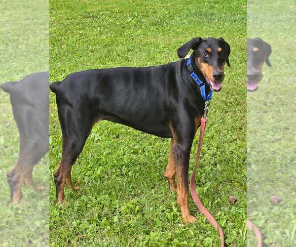 Medium Photo #2 Doberman Pinscher Puppy For Sale in Minneaoplis, MN, USA