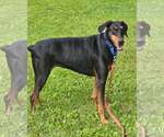 Small #1 Doberman Pinscher