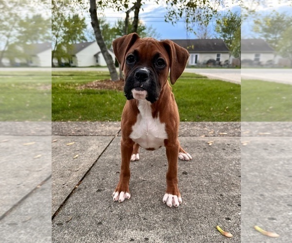Medium Photo #3 Boxer Puppy For Sale in GREENFIELD, IN, USA