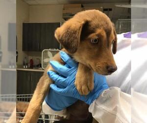 Labrador Retriever-Unknown Mix Dogs for adoption in Conroe, TX, USA