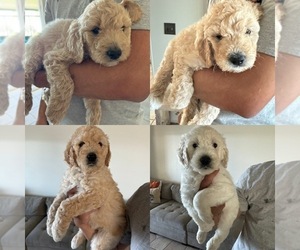 Goldendoodle Puppy for Sale in SYLMAR, California USA