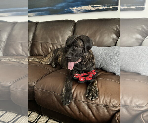 Medium Photo #15 Mutt Puppy For Sale in Goodyear, AZ, USA
