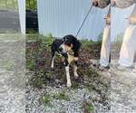 Small #6 Mutt