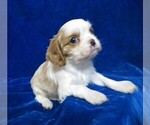 Small Photo #7 Cavalier King Charles Spaniel Puppy For Sale in NORWOOD, MO, USA