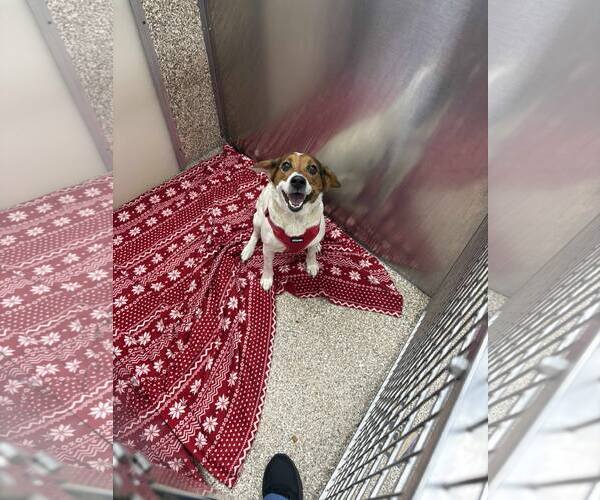 Medium Photo #1 Jack-A-Bee Puppy For Sale in Martinsburg, WV, USA